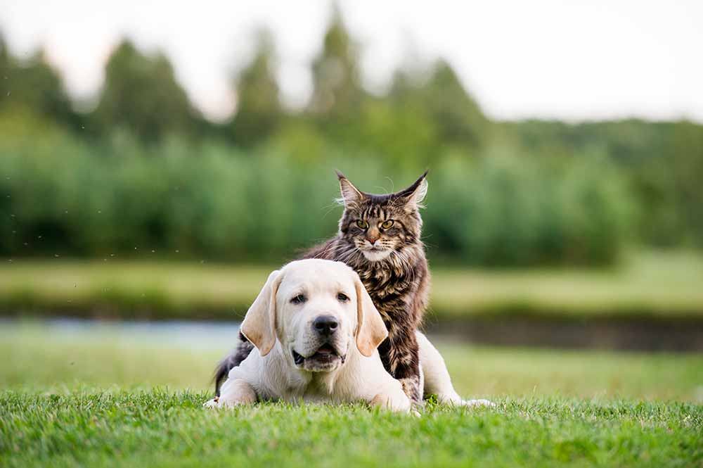 A cat laying on a labrador retriever dog on the grass in front of a pond in a pet-friendly outdoor space