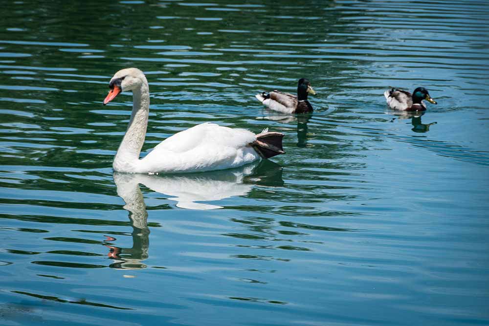 A white swan swimming in a lake with two ducks.